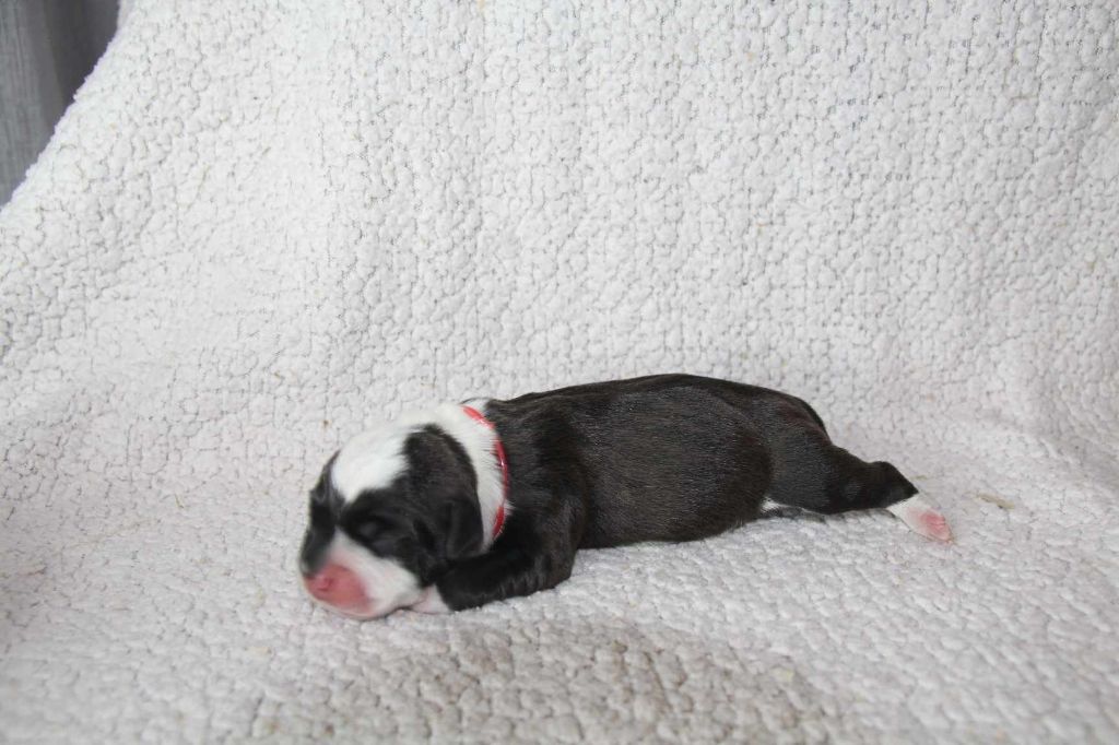 Du Domaine D'Isaniah - Chiots disponibles - Staffordshire Bull Terrier