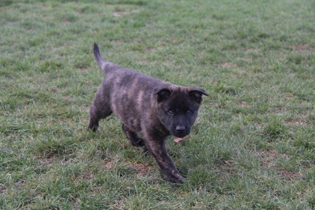 Du Domaine D'Isaniah - Berger hollandais - Portée née le 10/11/2020